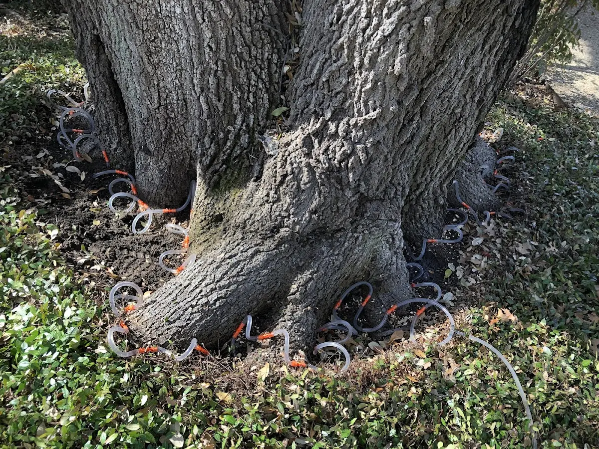 Detailed Tree Cabling and Bracing job site in Richfield Springs