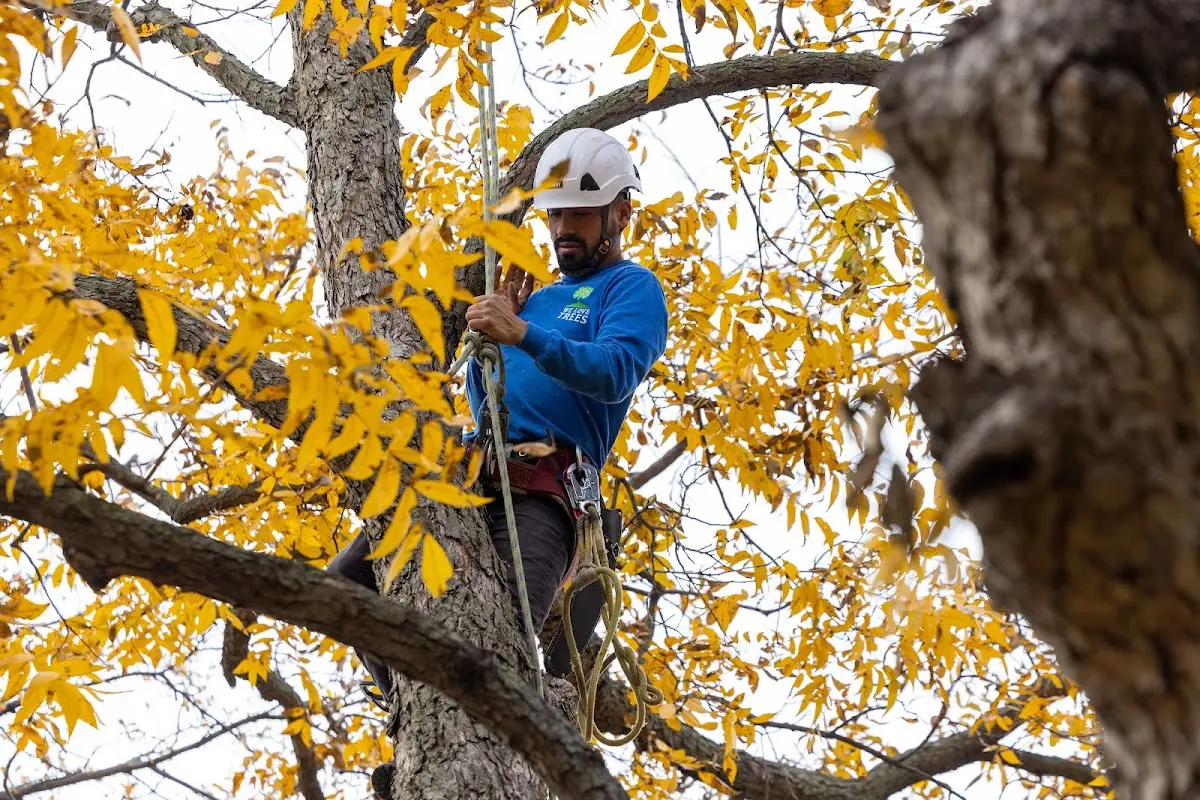 Skilled Tree Planing crew working in Richfield Springs